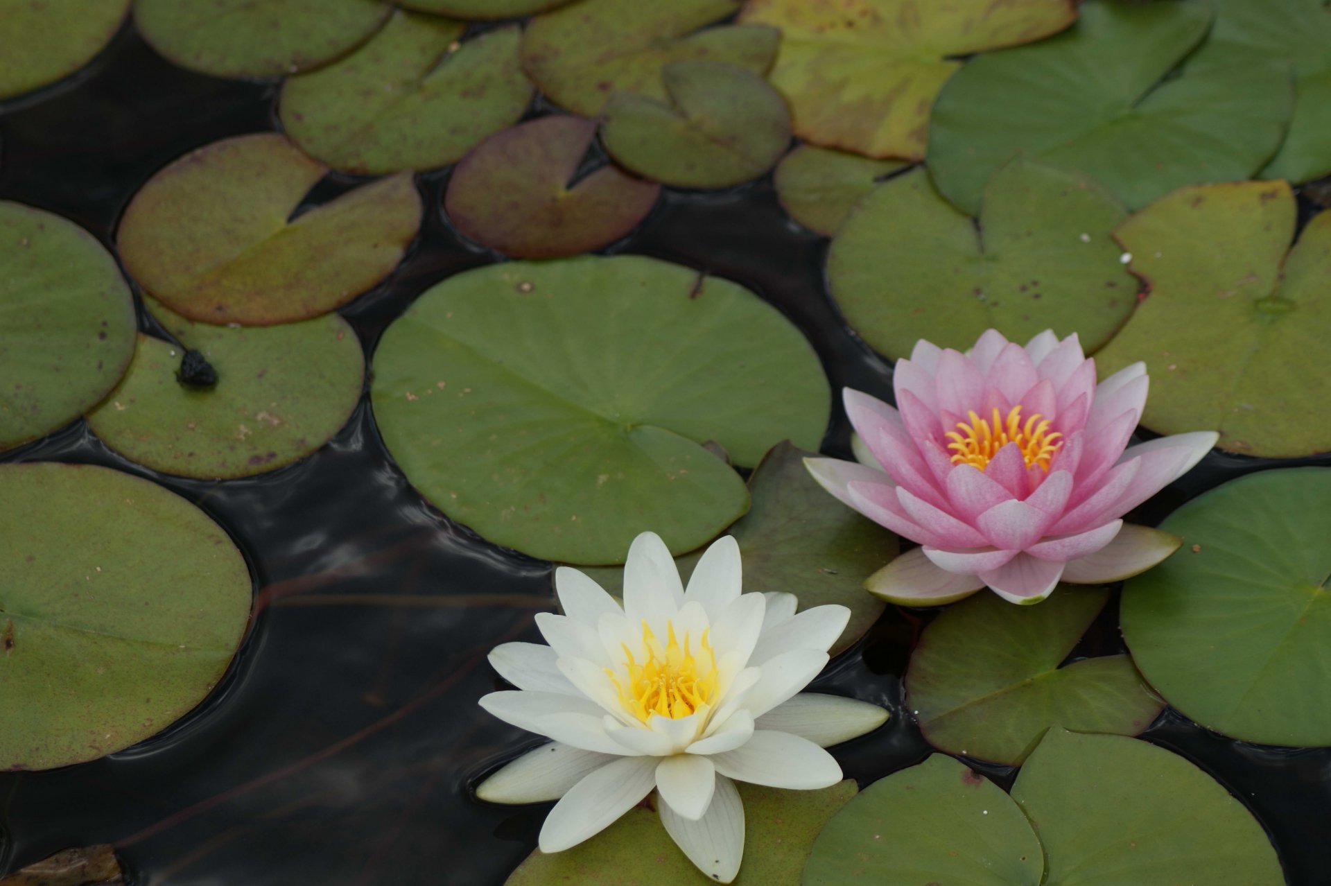 Fonds d'cran Nature Fleurs 