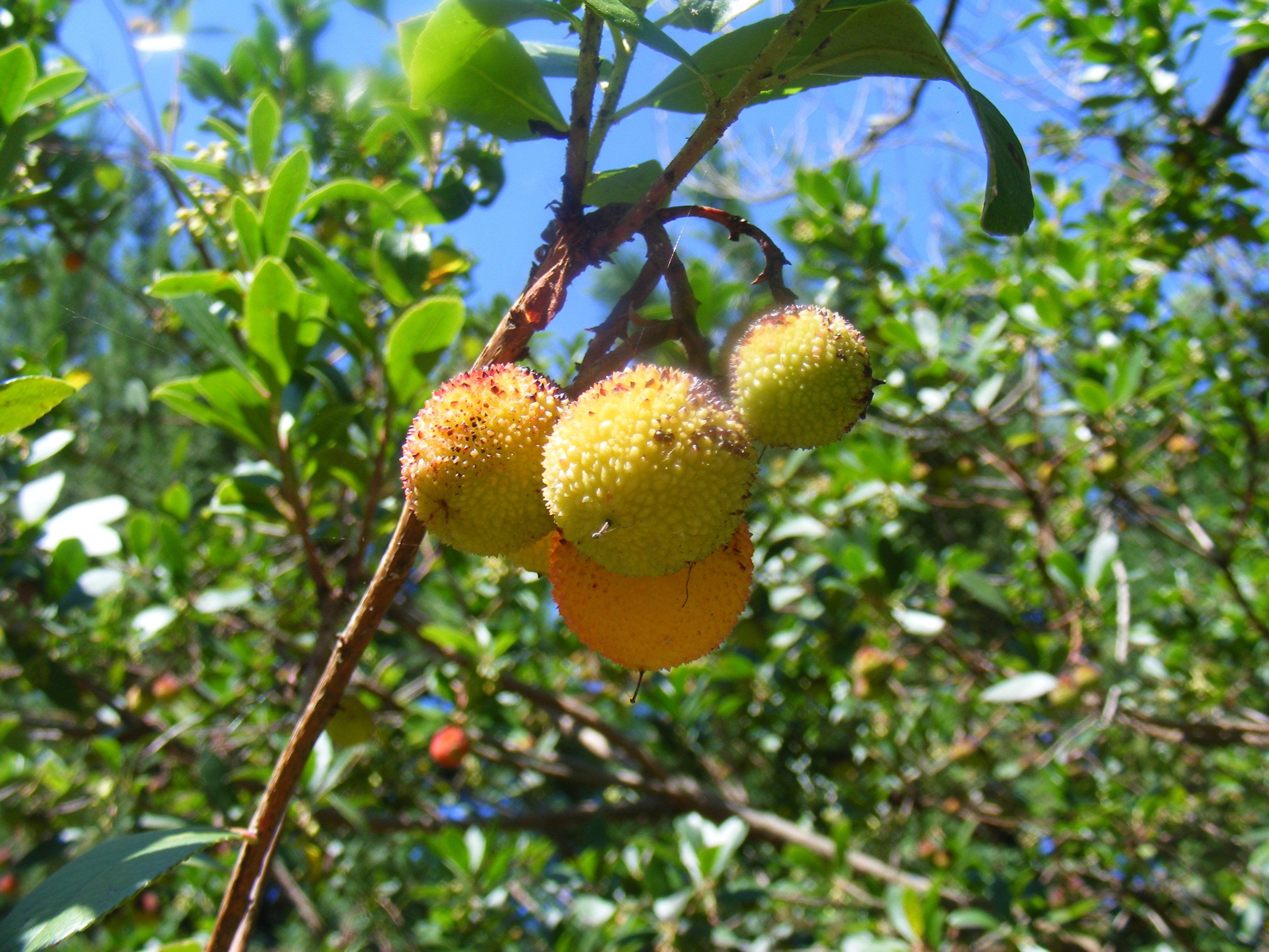 Fonds d'cran Nature Fruits L'arbre aux fraises