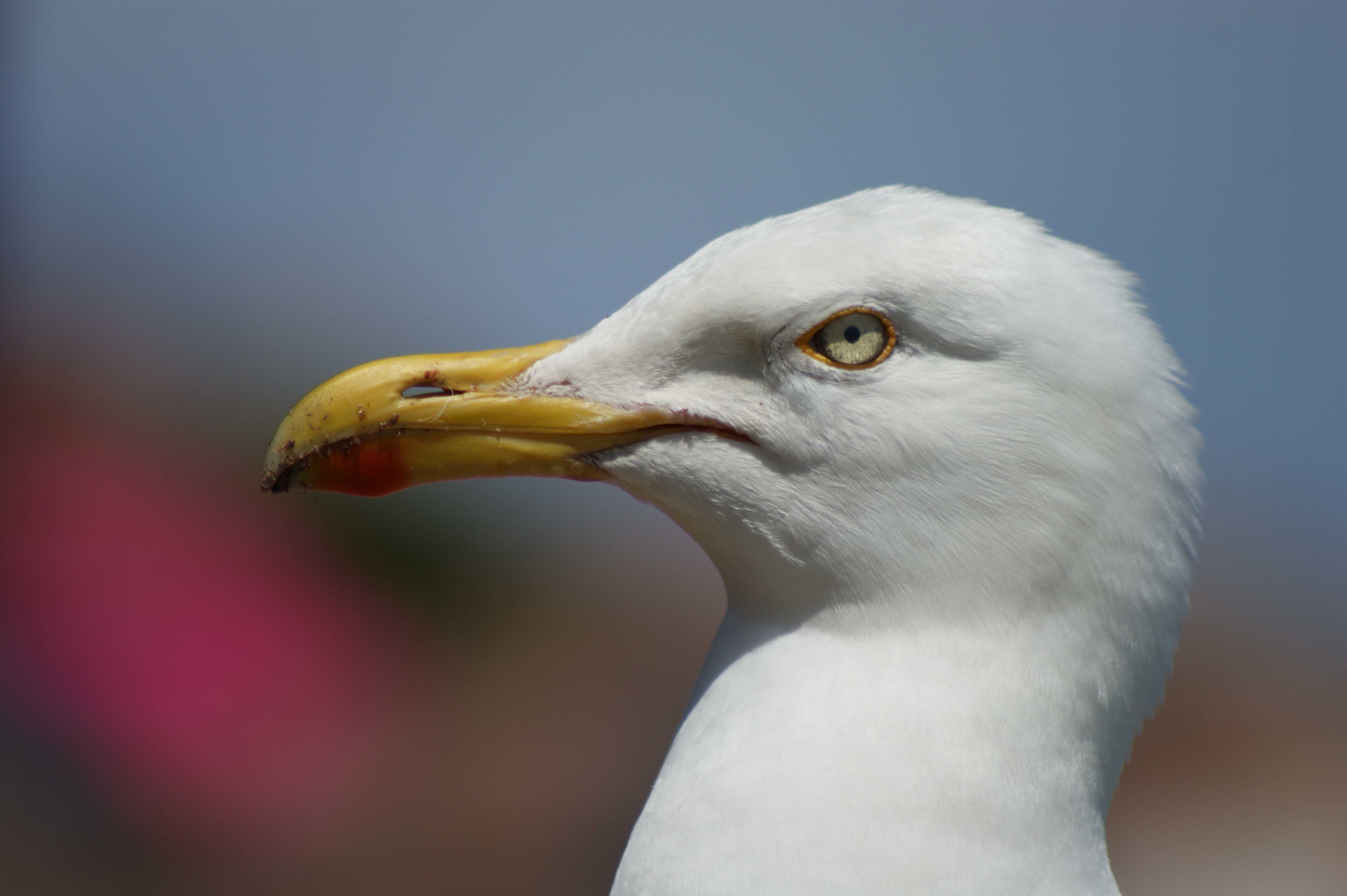 Fonds d'cran Animaux Oiseaux - Mouettes et Golands 