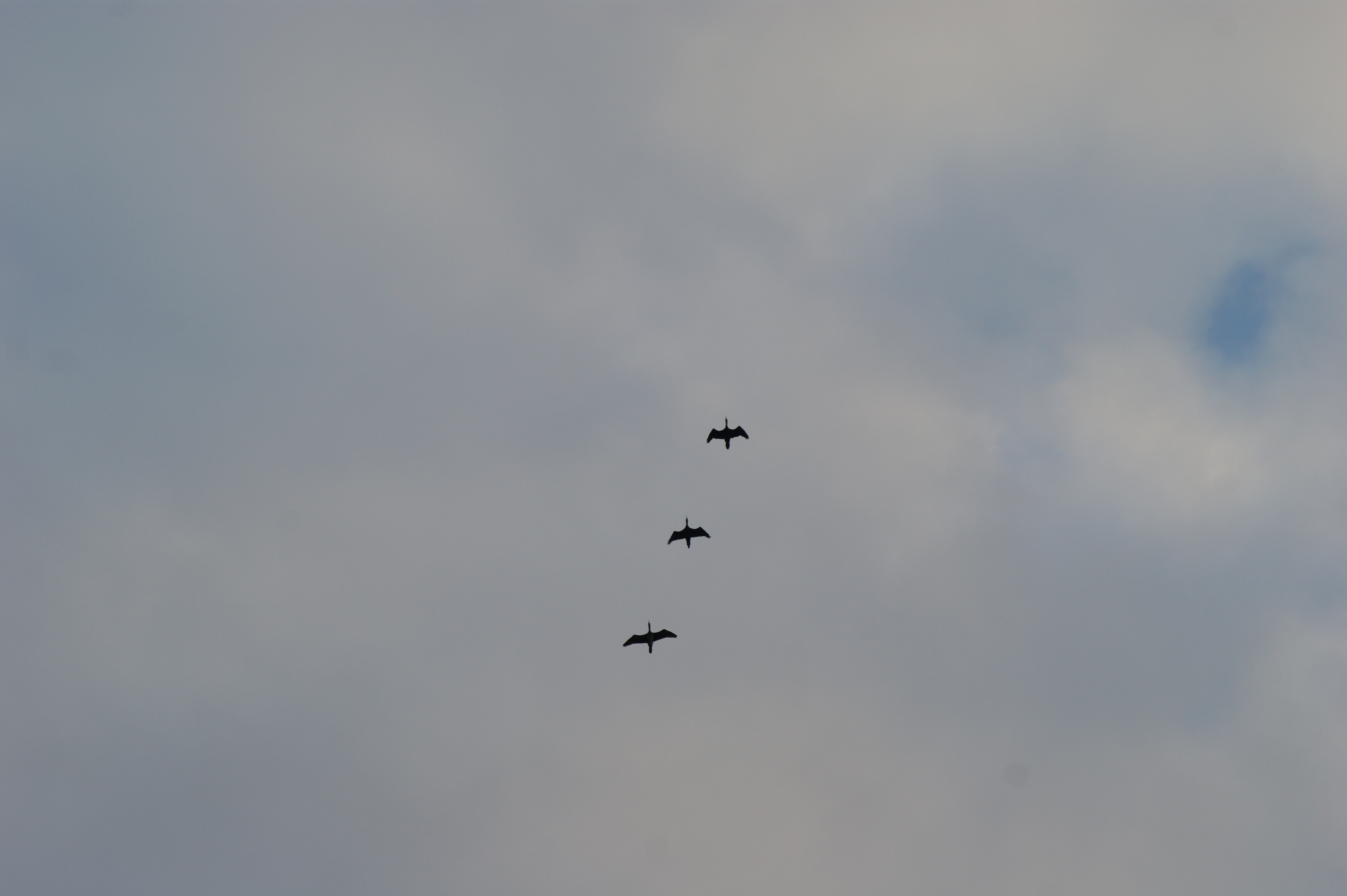 Fonds d'cran Animaux Oiseaux - Divers 