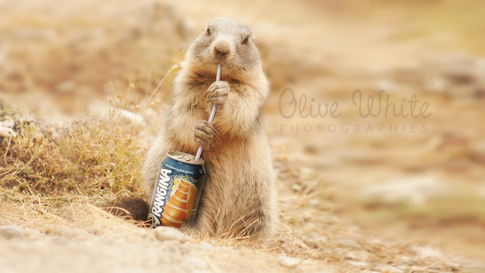 Fonds d'cran Art - Numrique Animaux Colette la Marmotte qui boit un Orangina