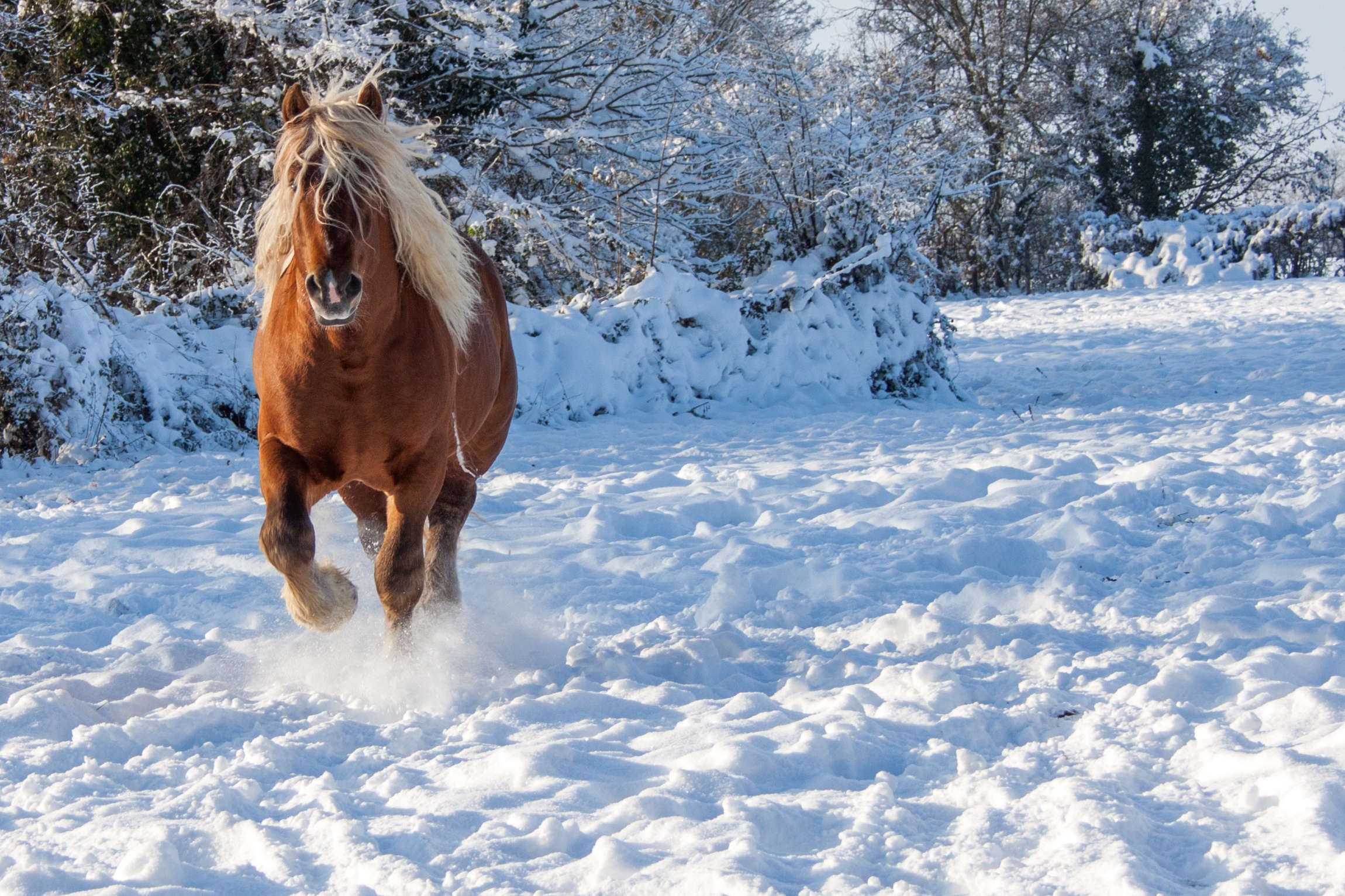 Fonds d'cran Animaux Chevaux puissant et majestueux 