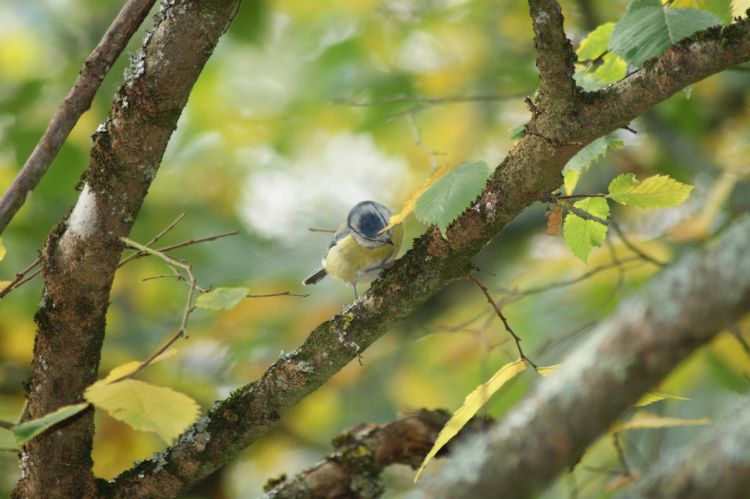 Fonds d'cran Animaux Oiseaux - Msanges Wallpaper N317483