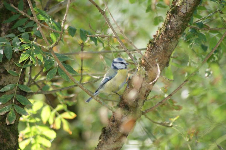 Wallpapers Animals Birds - Chickadees Wallpaper N317484