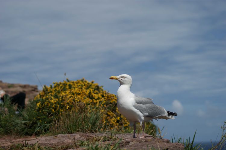 Fonds d'cran Animaux Oiseaux - Mouettes et Golands Wallpaper N317490