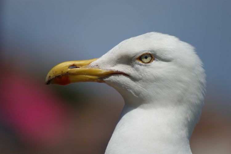 Fonds d'cran Animaux Oiseaux - Mouettes et Golands Wallpaper N317491