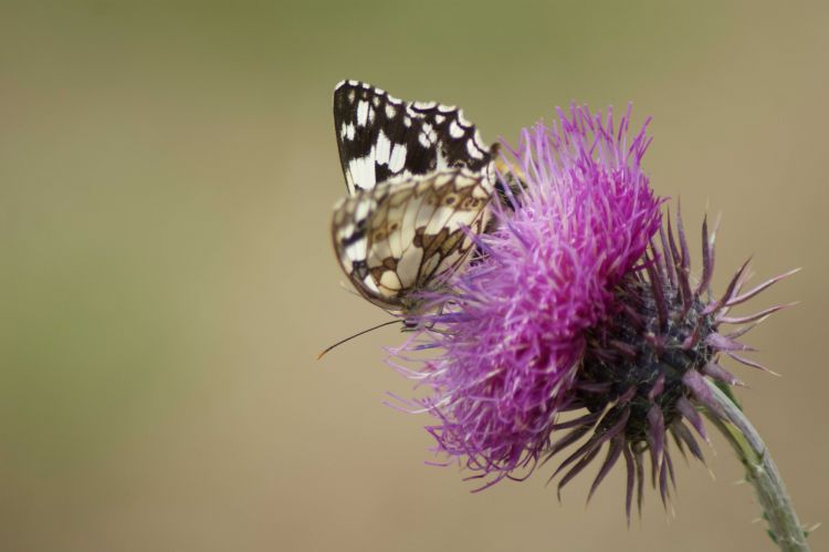 Fonds d'cran Animaux Insectes - Papillons Wallpaper N317496