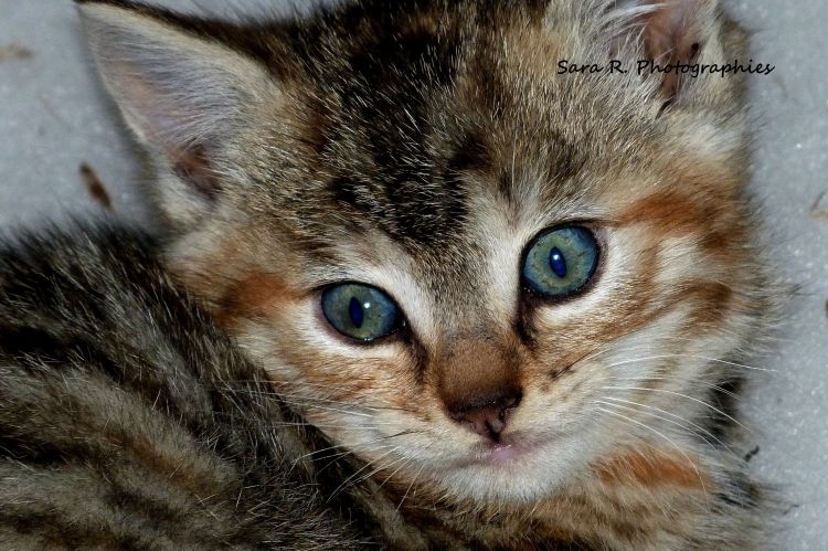 Wallpapers Animals Cats - Kittens Chaton inconnu