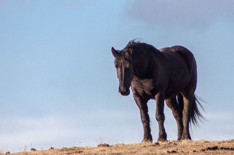 Fonds d'cran Animaux Chevaux puissant et majestueux 