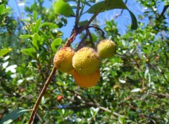  Nature L'arbre aux fraises