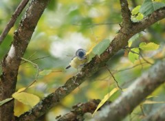  Animaux Image sans titre N317483