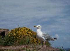  Animaux Image sans titre N317490