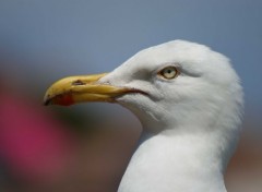  Animaux Image sans titre N317491