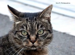  Animaux Chat inconnu. 