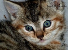  Animals Chaton inconnu