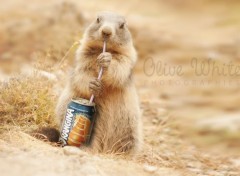  Art - Numrique Colette la Marmotte qui boit un Orangina