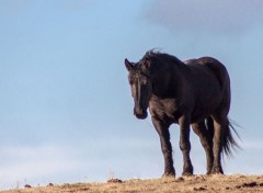  Animaux puissant et majestueux 