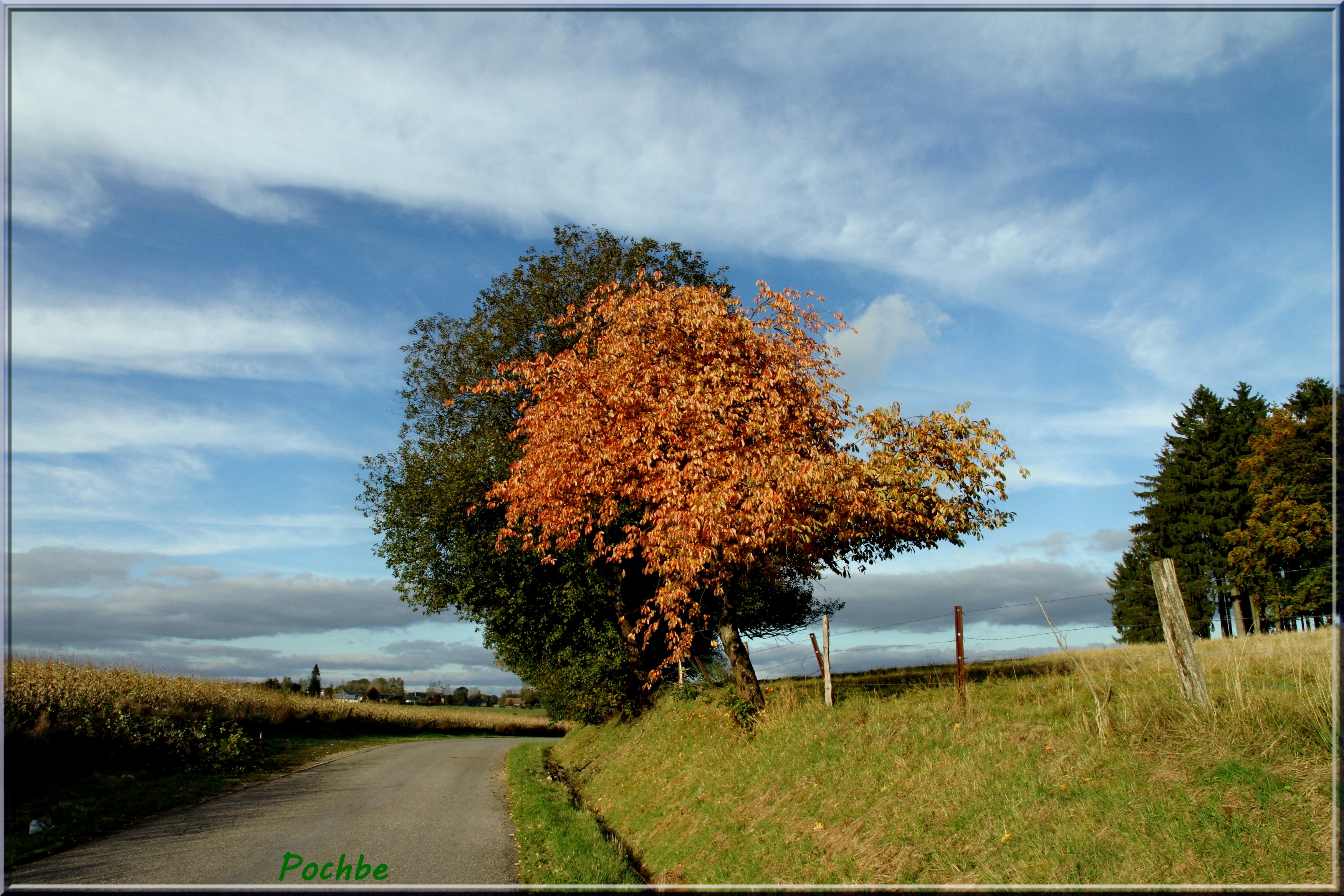 Fonds d'cran Nature Arbres - Forts 