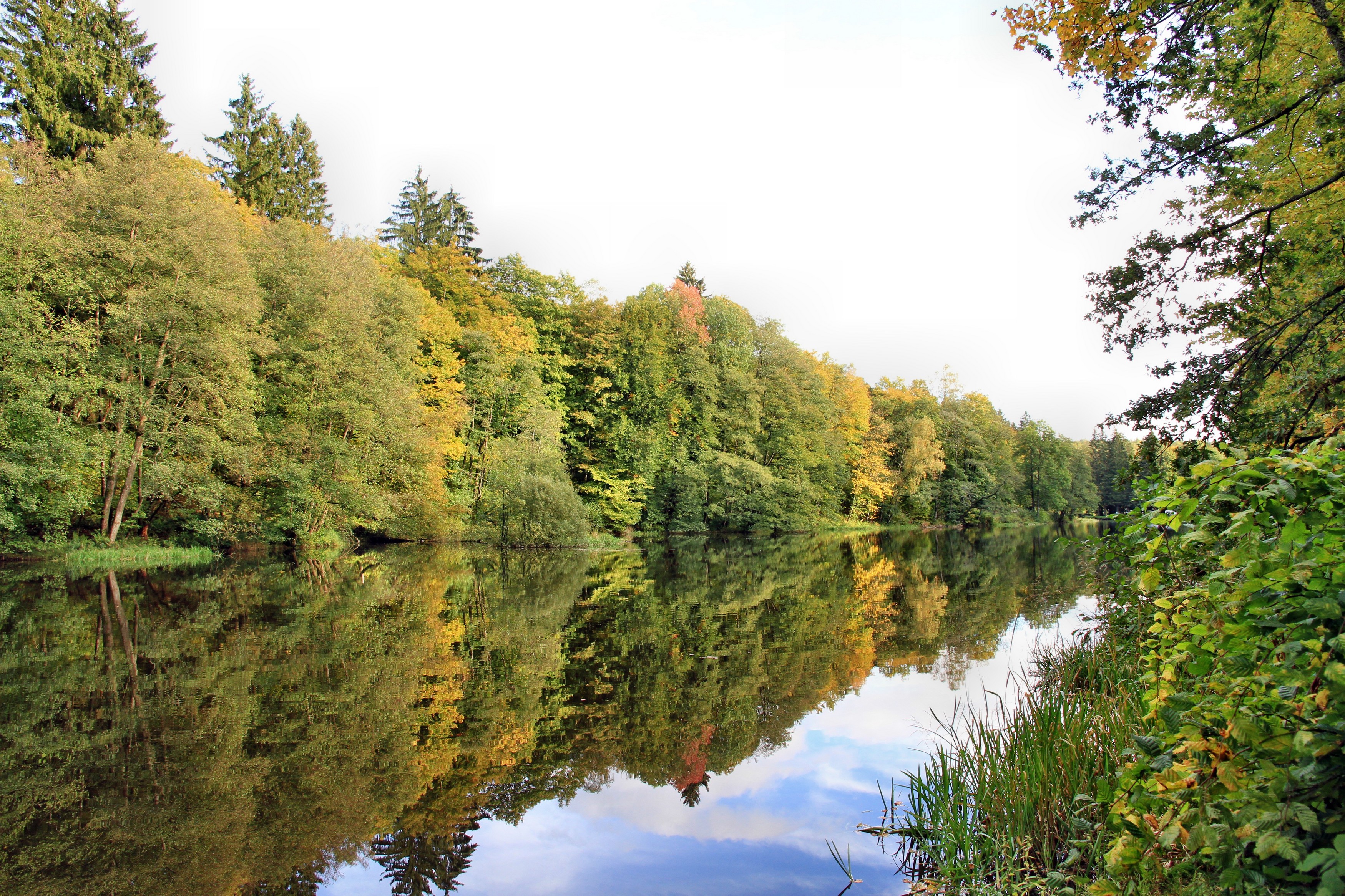 Fonds d'cran Nature Arbres - Forts 