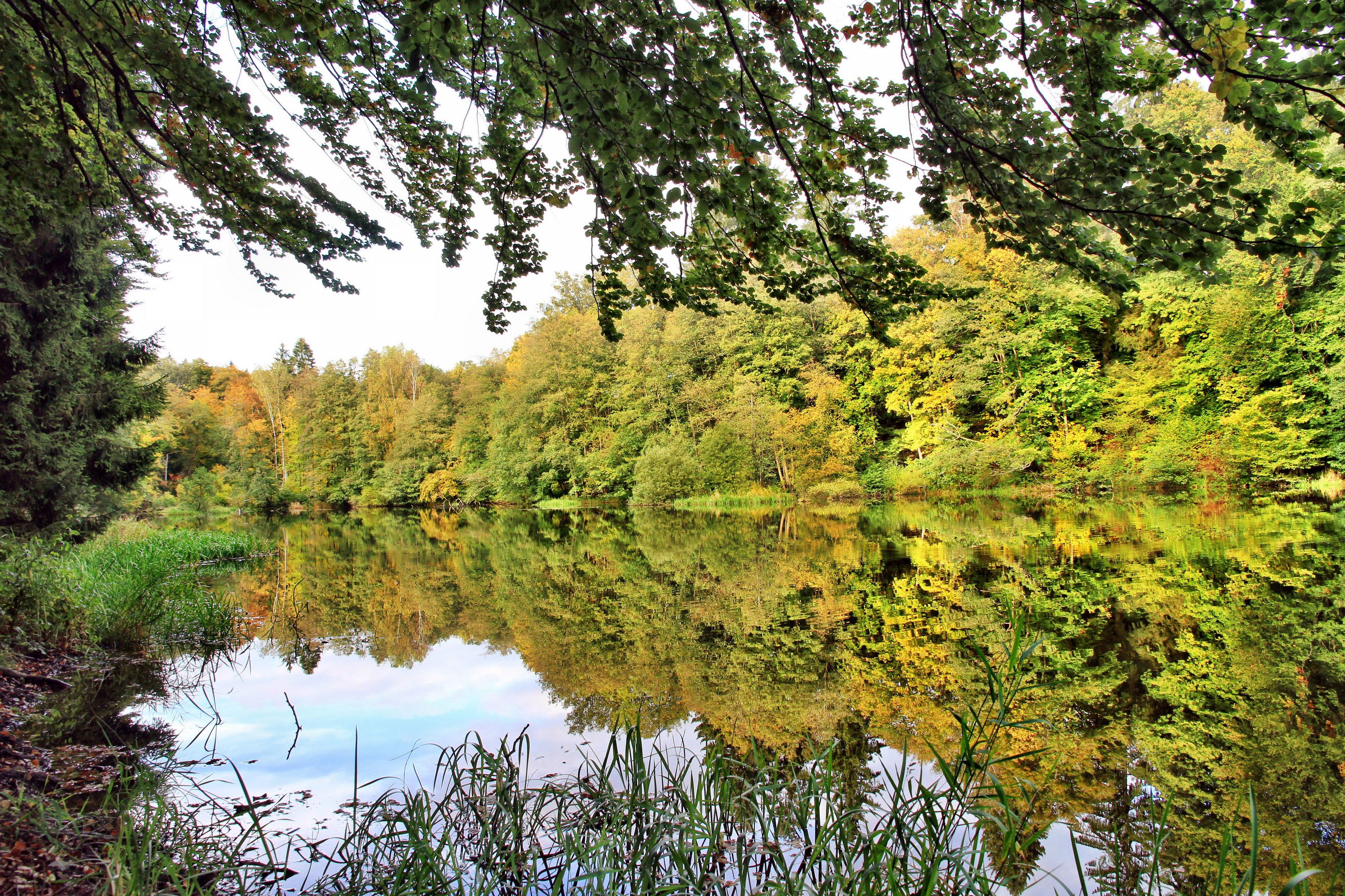 Wallpapers Nature Trees - Forests 