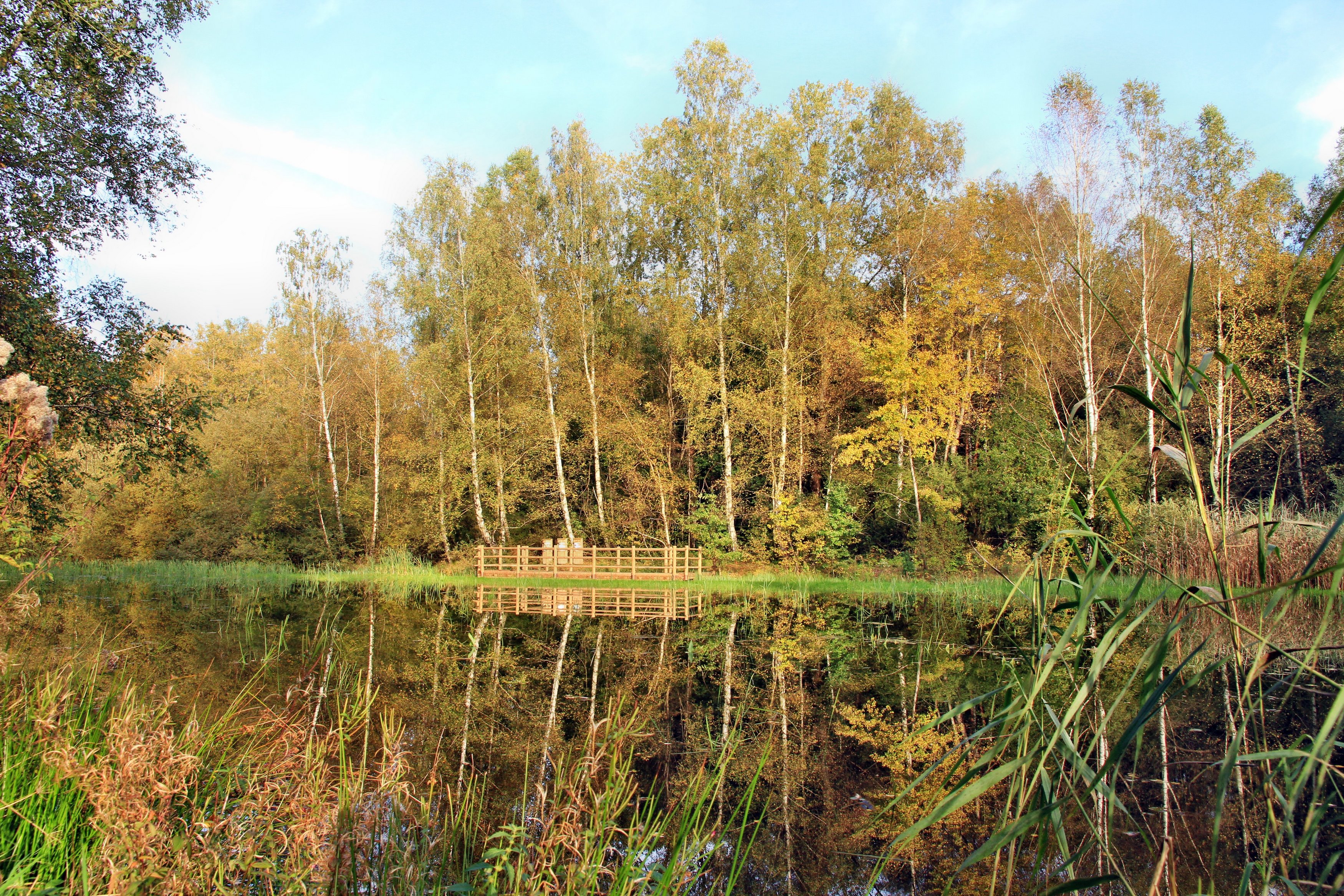 Fonds d'cran Nature Arbres - Forts 