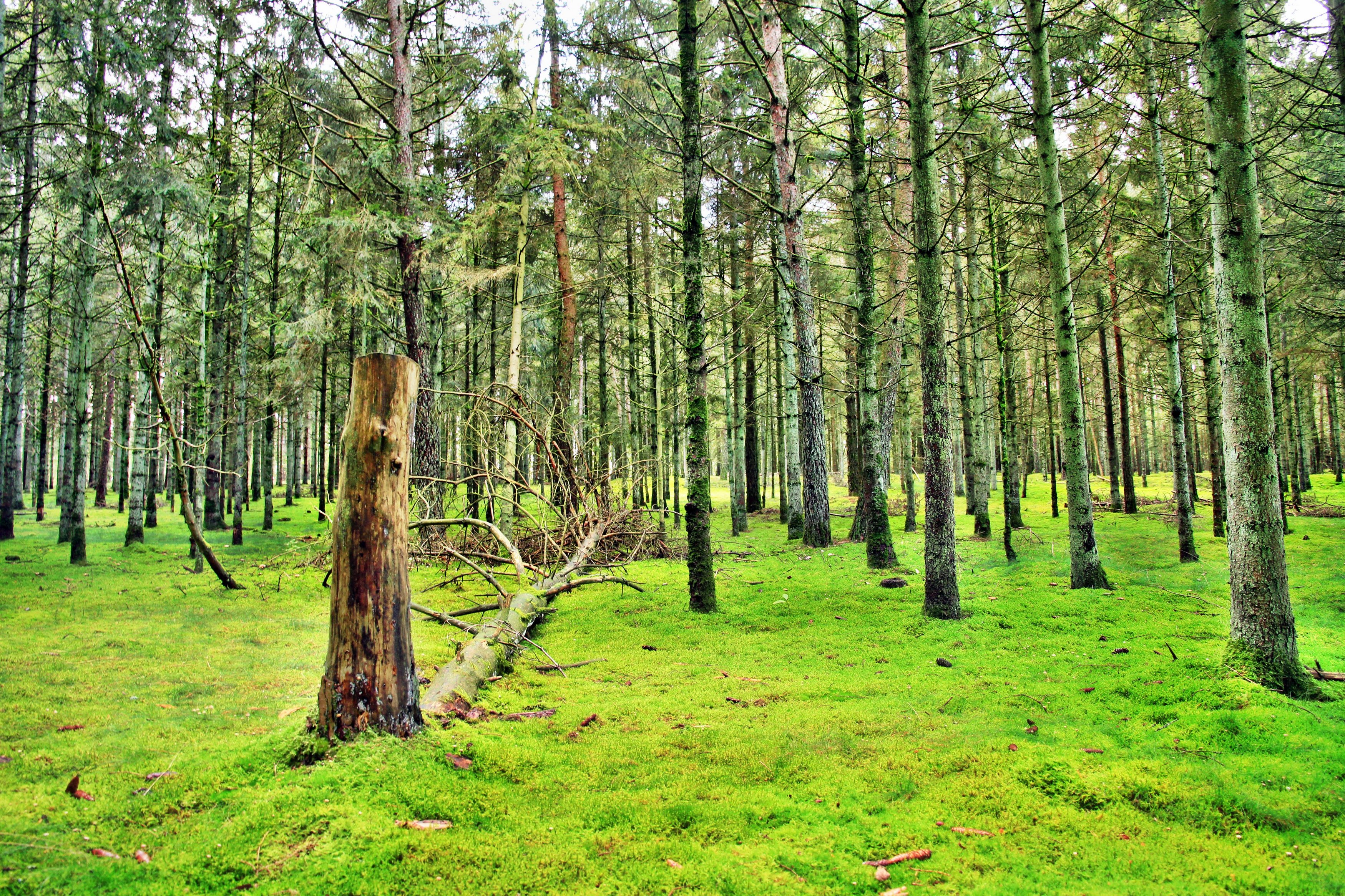 Wallpapers Nature Trees - Forests 