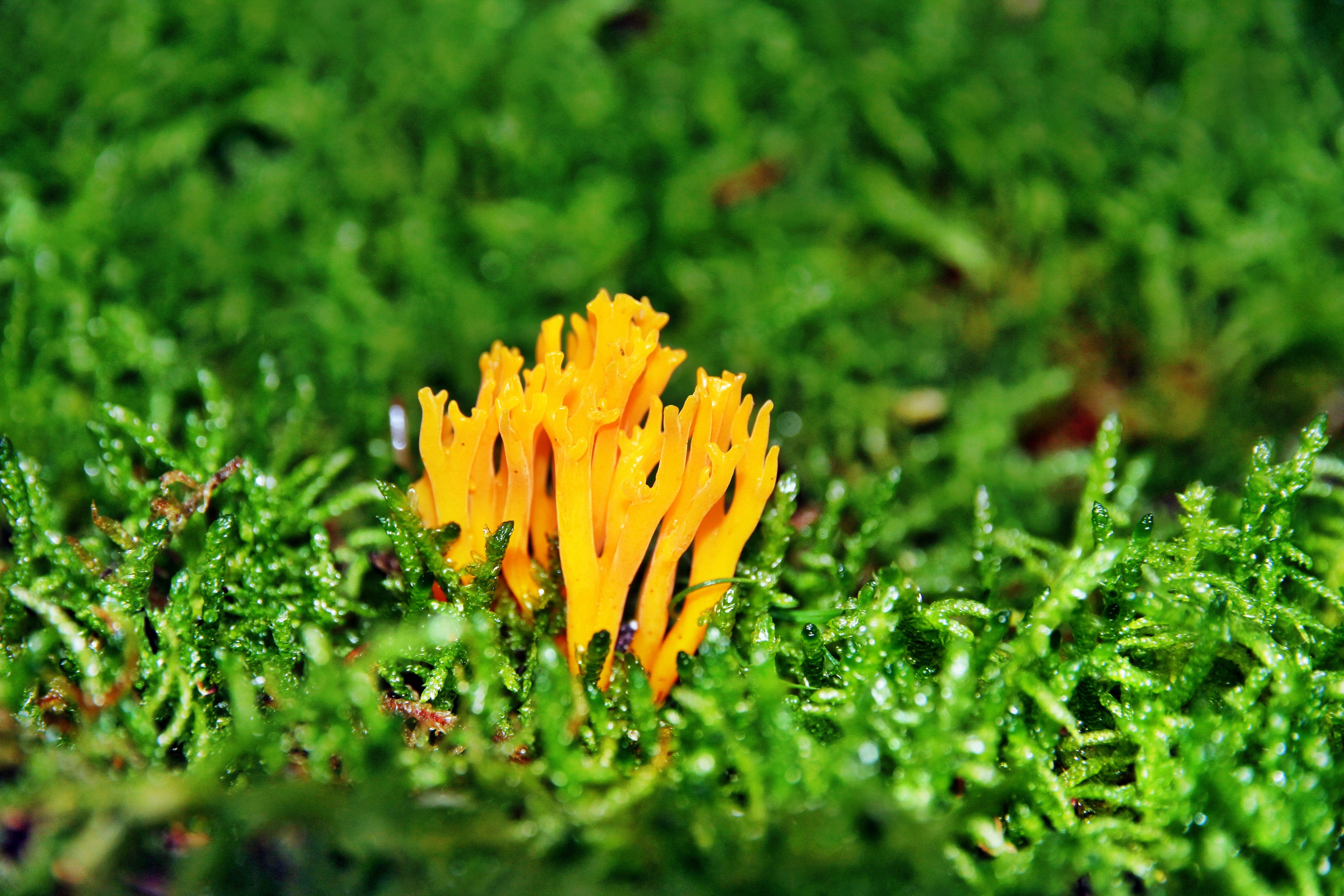 Fonds d'cran Nature Champignons 