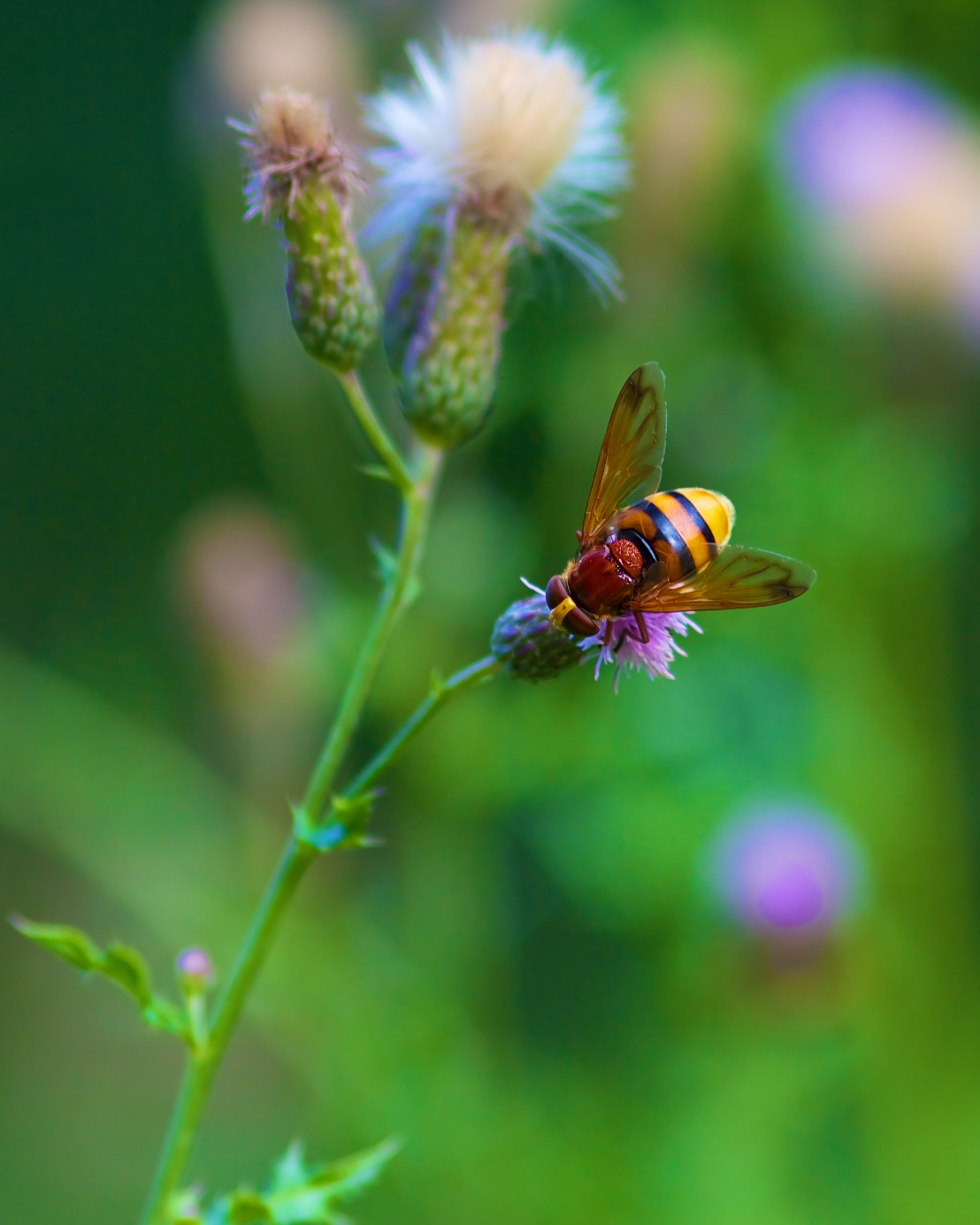 Fonds d'cran Animaux Insectes - Syrphes Volucelle zone