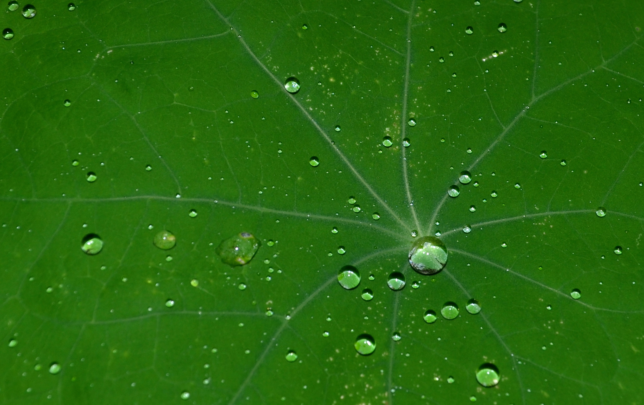 Fonds d'cran Nature Feuilles - Feuillages Vert