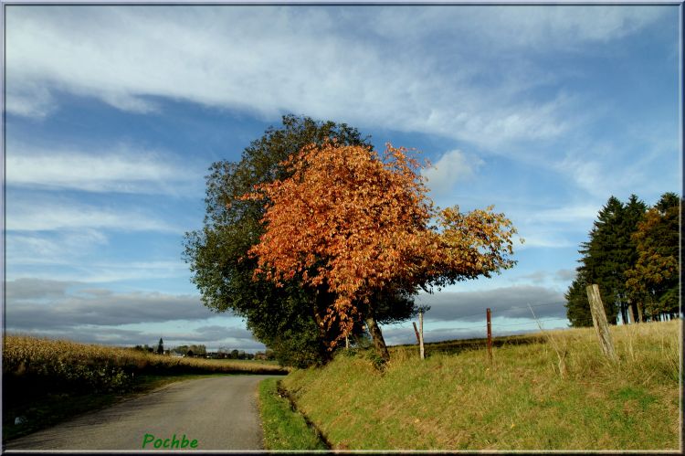 Fonds d'cran Nature Arbres - Forts Wallpaper N317511