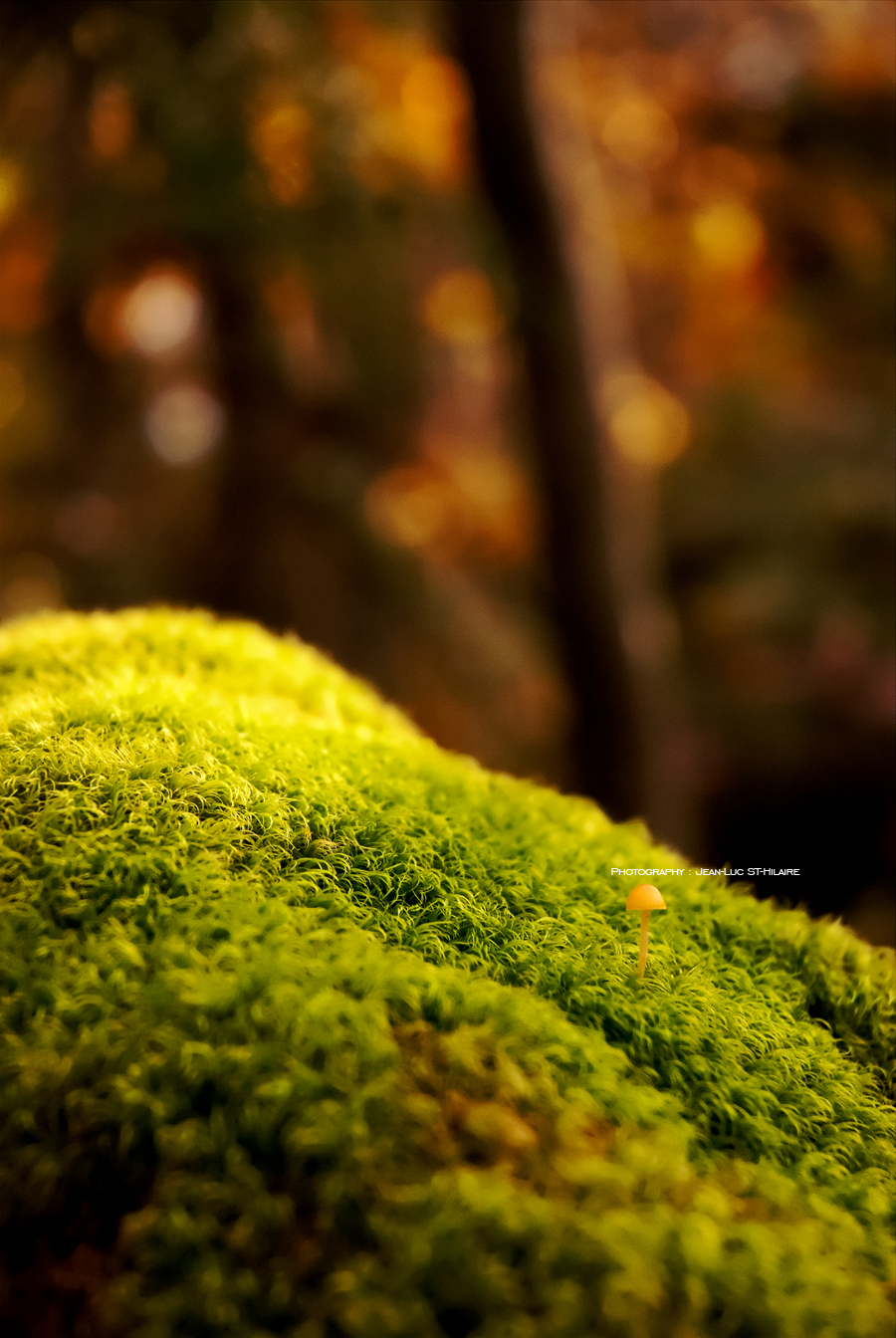 Wallpapers Nature Moss - Lichens Little Guy