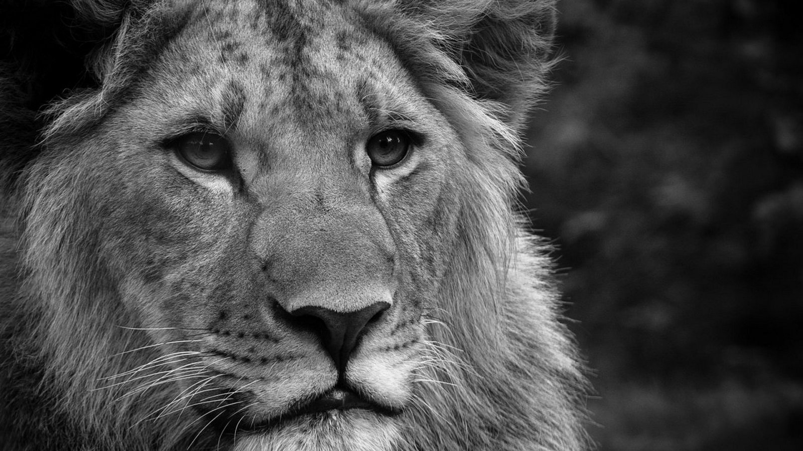 Wallpapers Animals Felines - Lions 