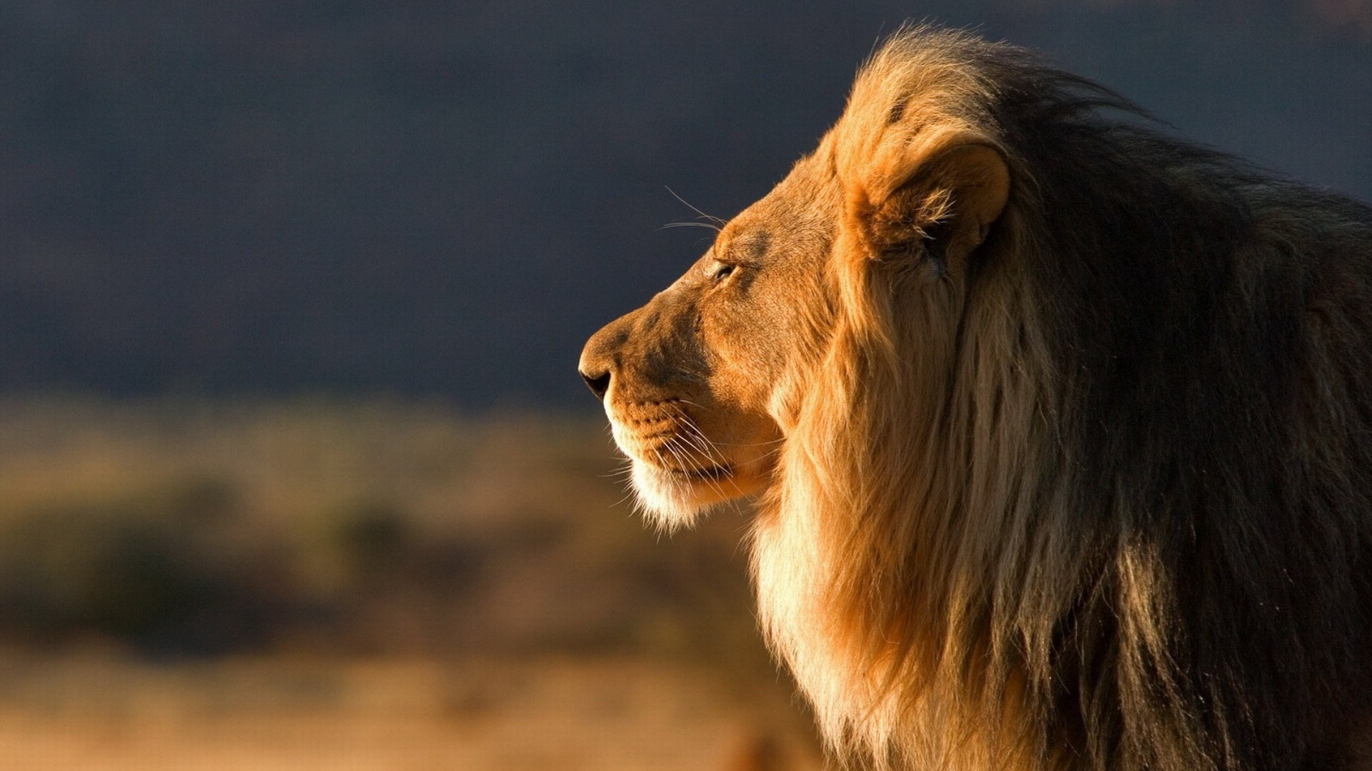 Wallpapers Animals Felines - Lions 