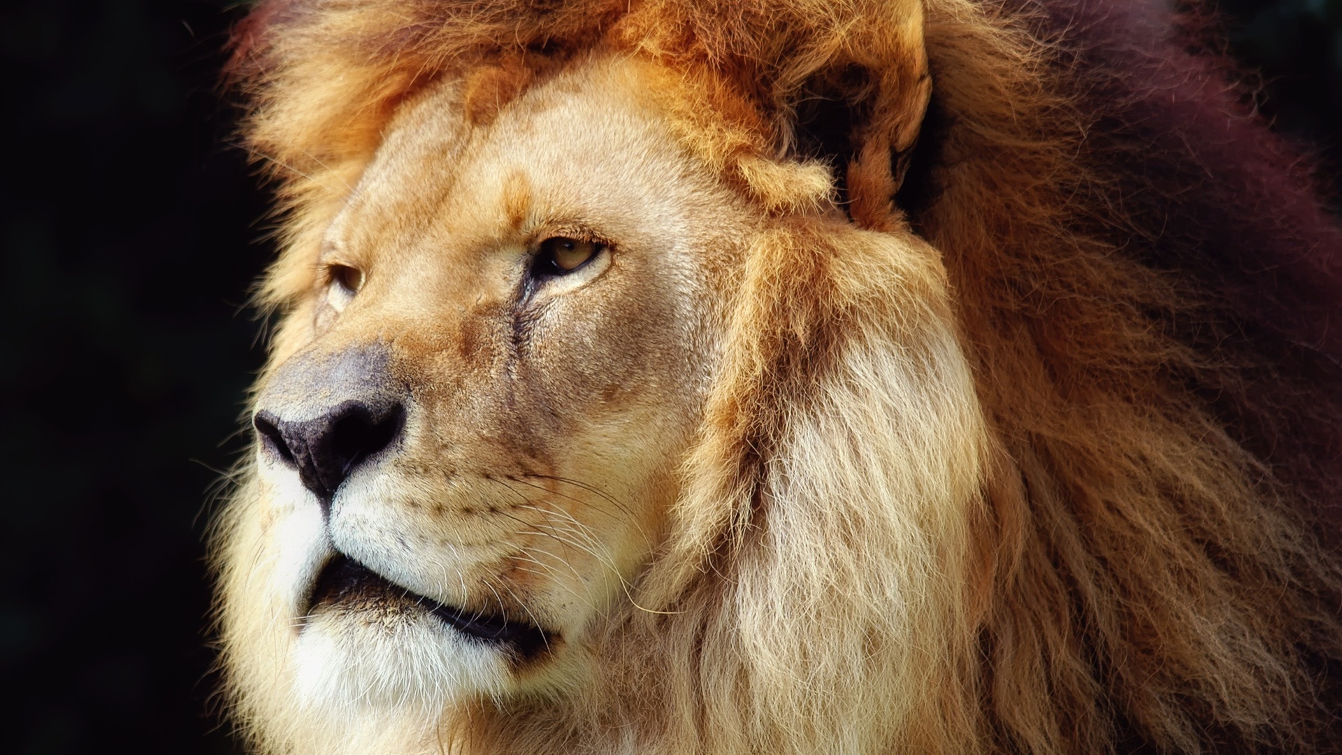 Wallpapers Animals Felines - Lions 