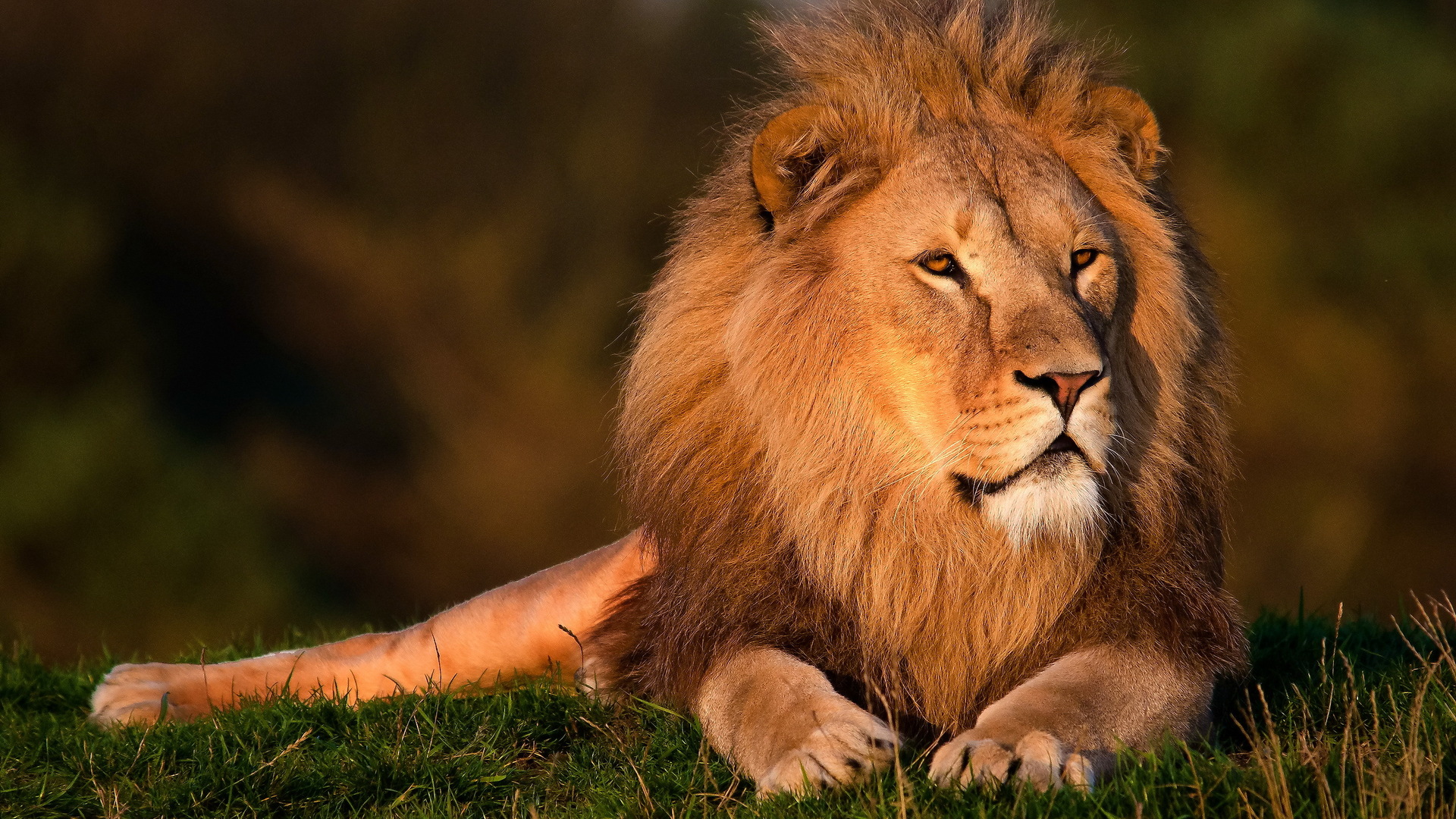 Wallpapers Animals Felines - Lions 