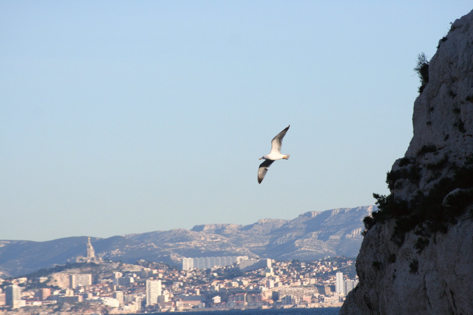 Fonds d'cran Animaux Oiseaux - Mouettes et Golands 