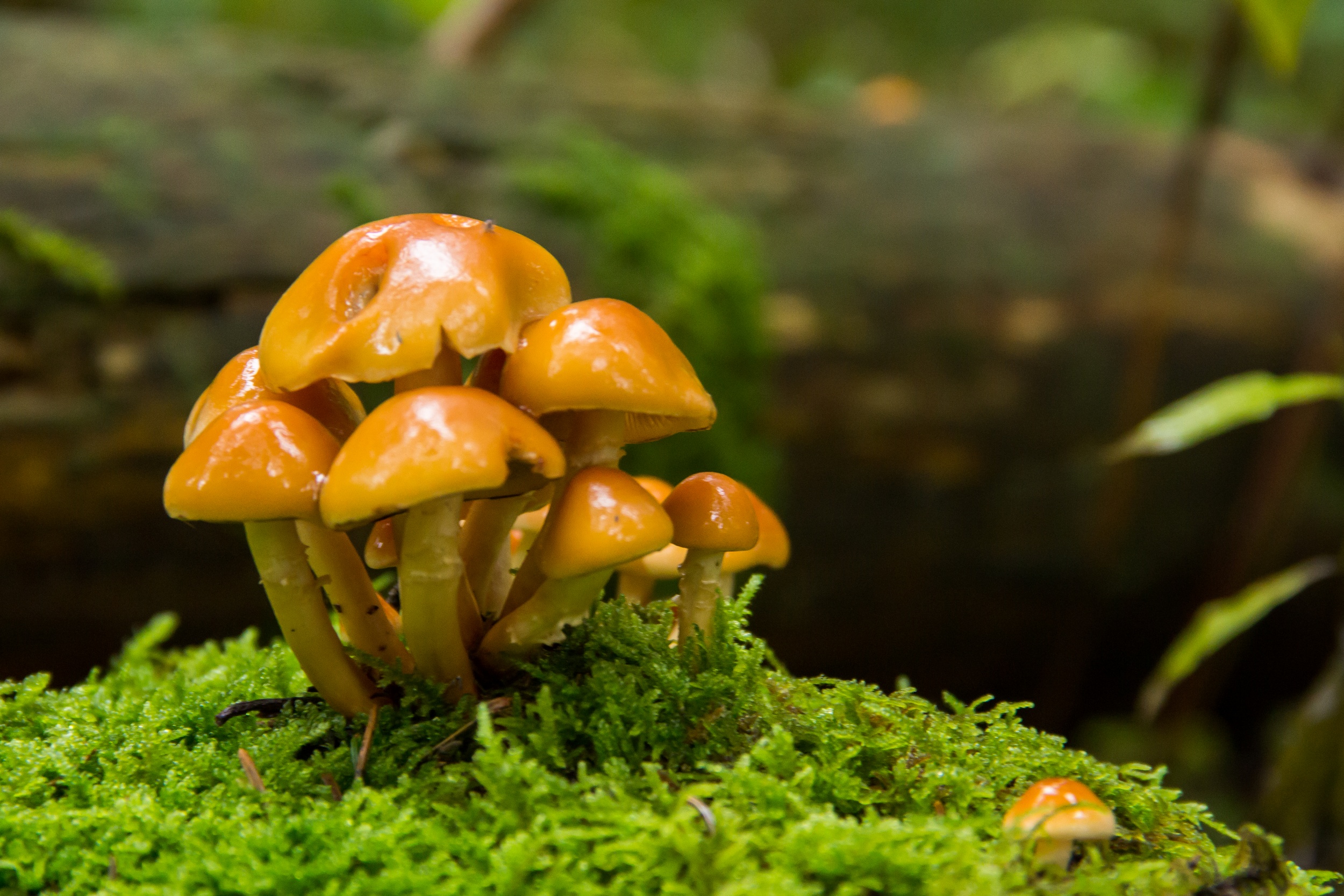 Fonds d'cran Nature Champignons automne