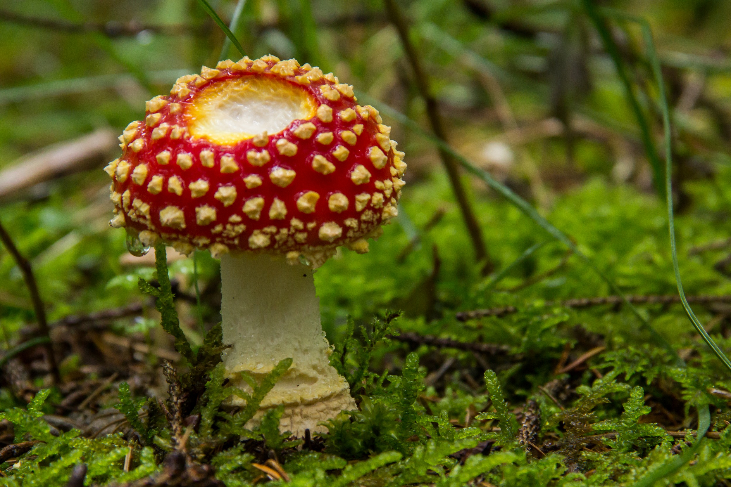 Fonds d'cran Nature Champignons automne