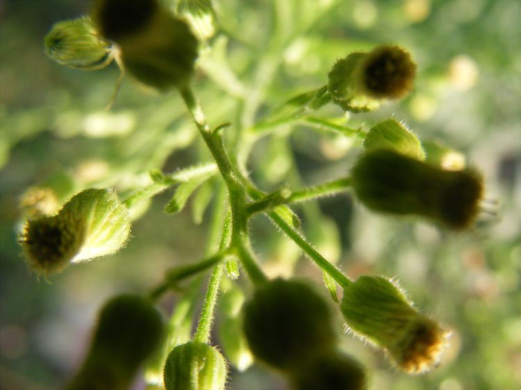 Fonds d'cran Nature Plantes - Arbustes Flou verdoyant