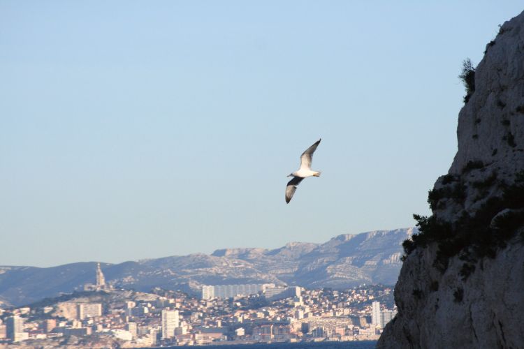 Fonds d'cran Animaux Oiseaux - Mouettes et Golands Wallpaper N317597