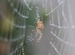  Animaux peire embrume