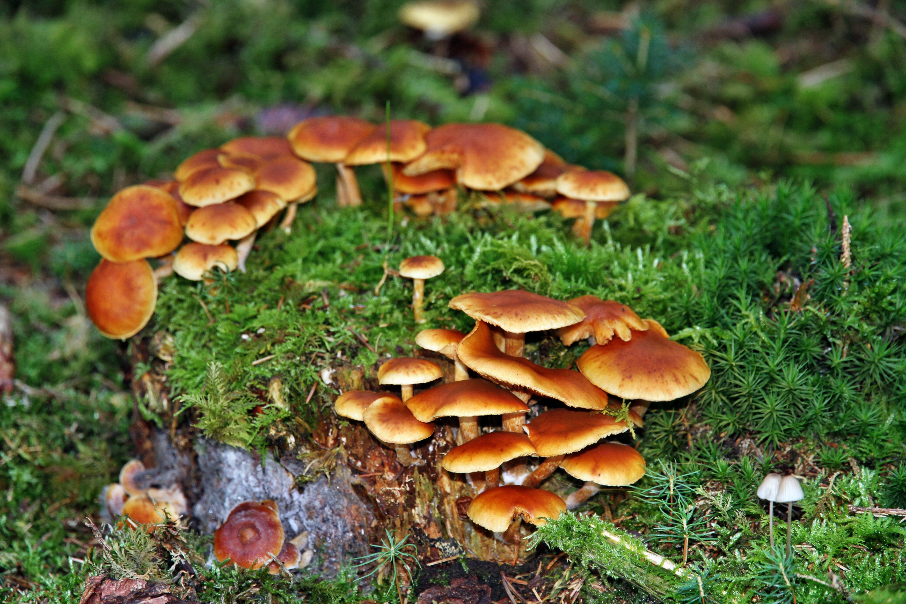 Fonds d'cran Nature Champignons 