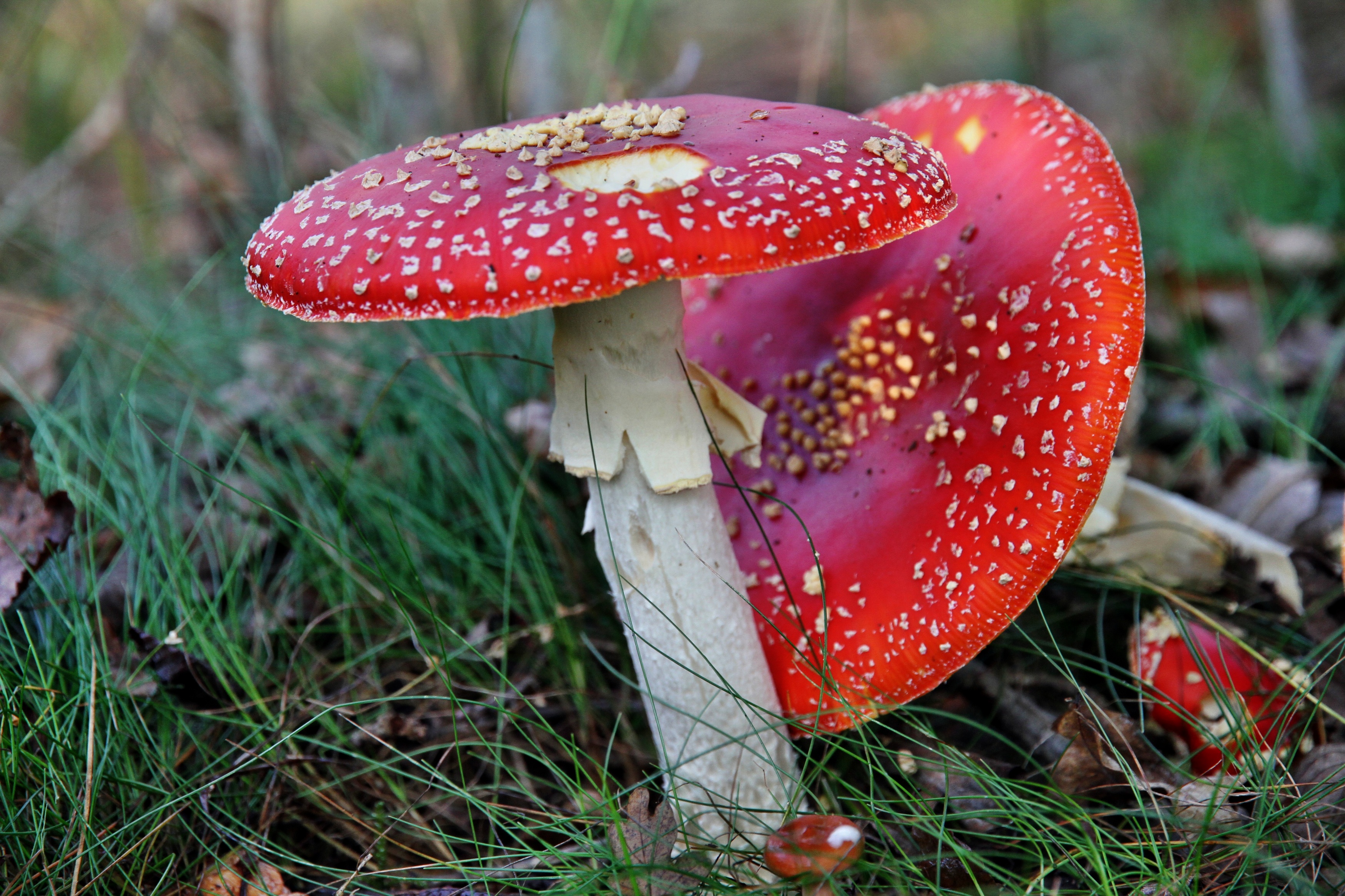 Wallpapers Nature Mushrooms 