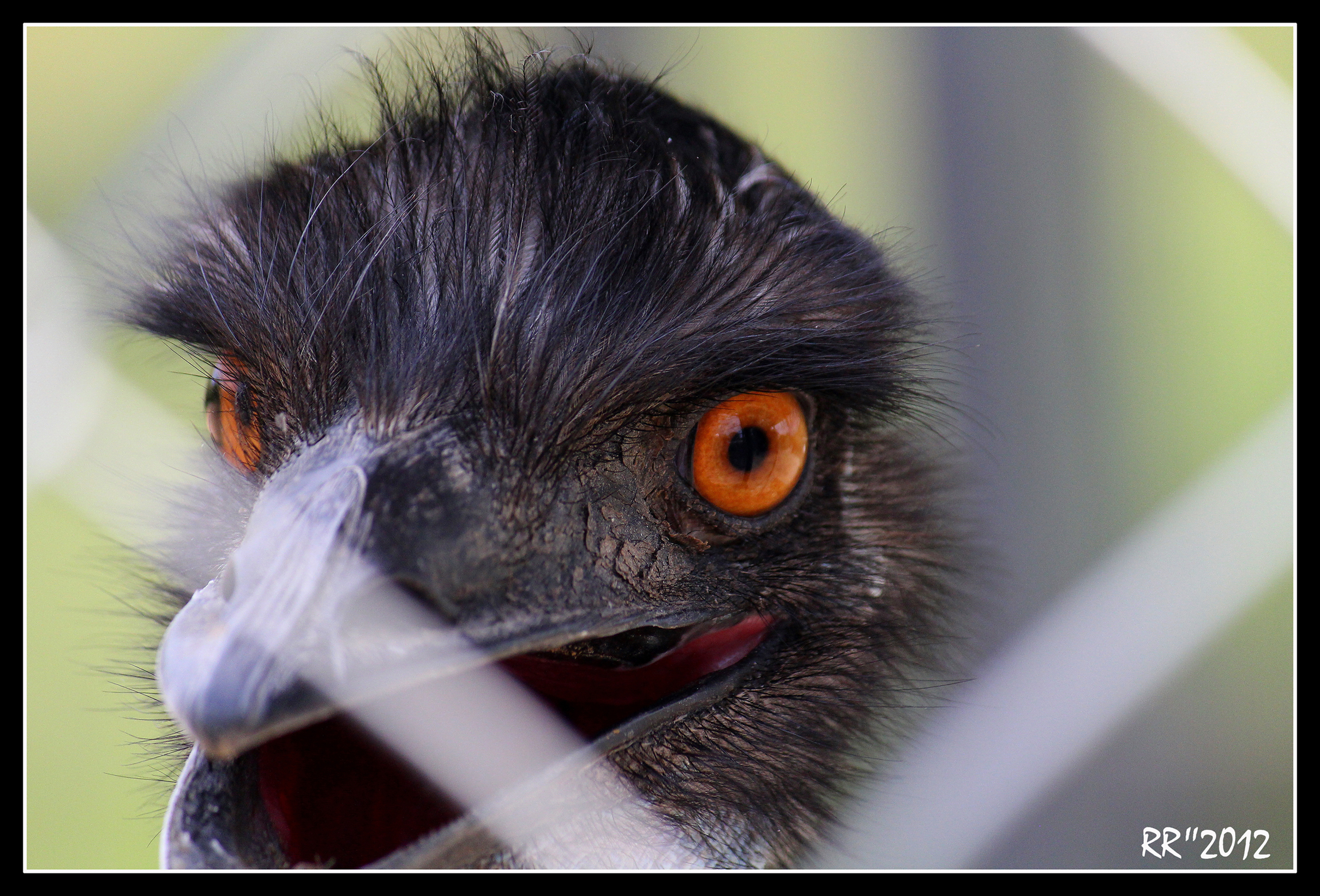 Fonds d'cran Animaux Oiseaux - Autruches et Emeus Autruches