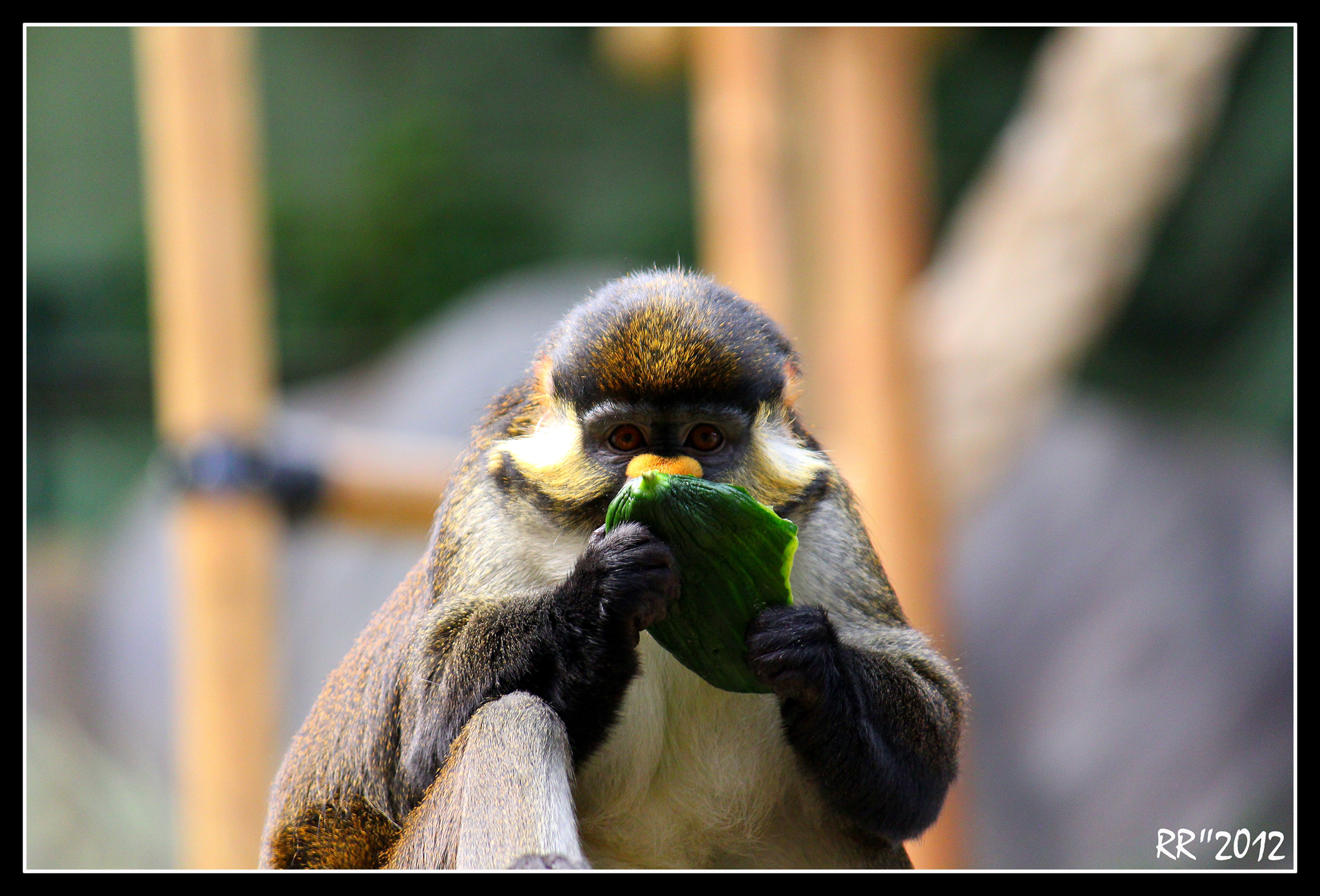 Fonds d'cran Animaux Singes Le singe