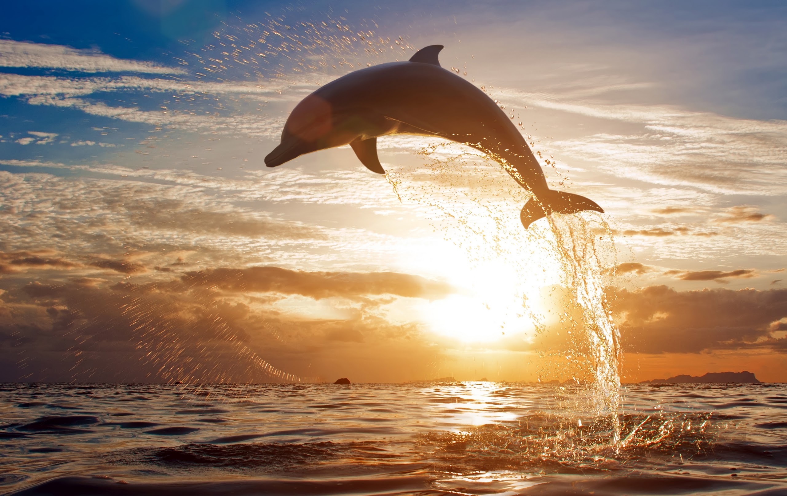 Wallpapers Animals Sealife - Dolphins 