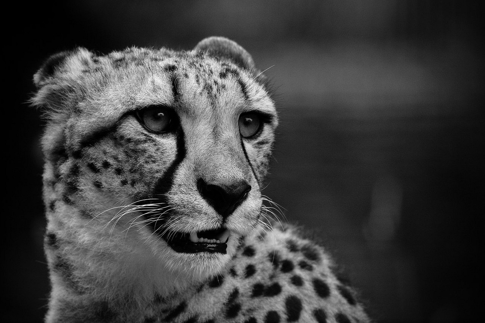 Wallpapers Animals Felines - Cheetahs 