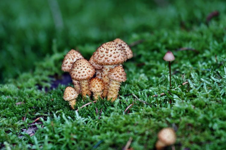 Wallpapers Nature Mushrooms Wallpaper N317741