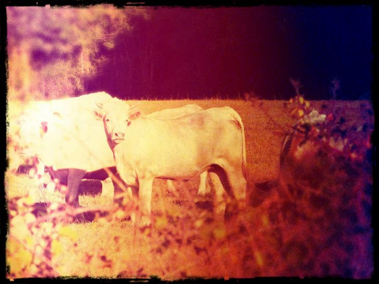 Fonds d'cran Animaux Vaches - Taureaux - Boeufs Wallpaper N317818