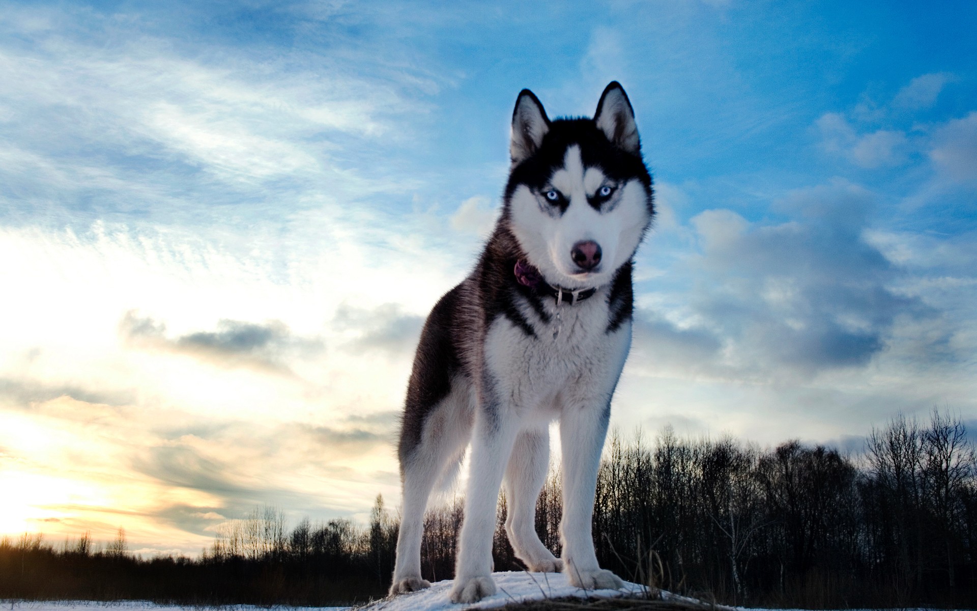 Fonds d'cran Animaux Chiens 